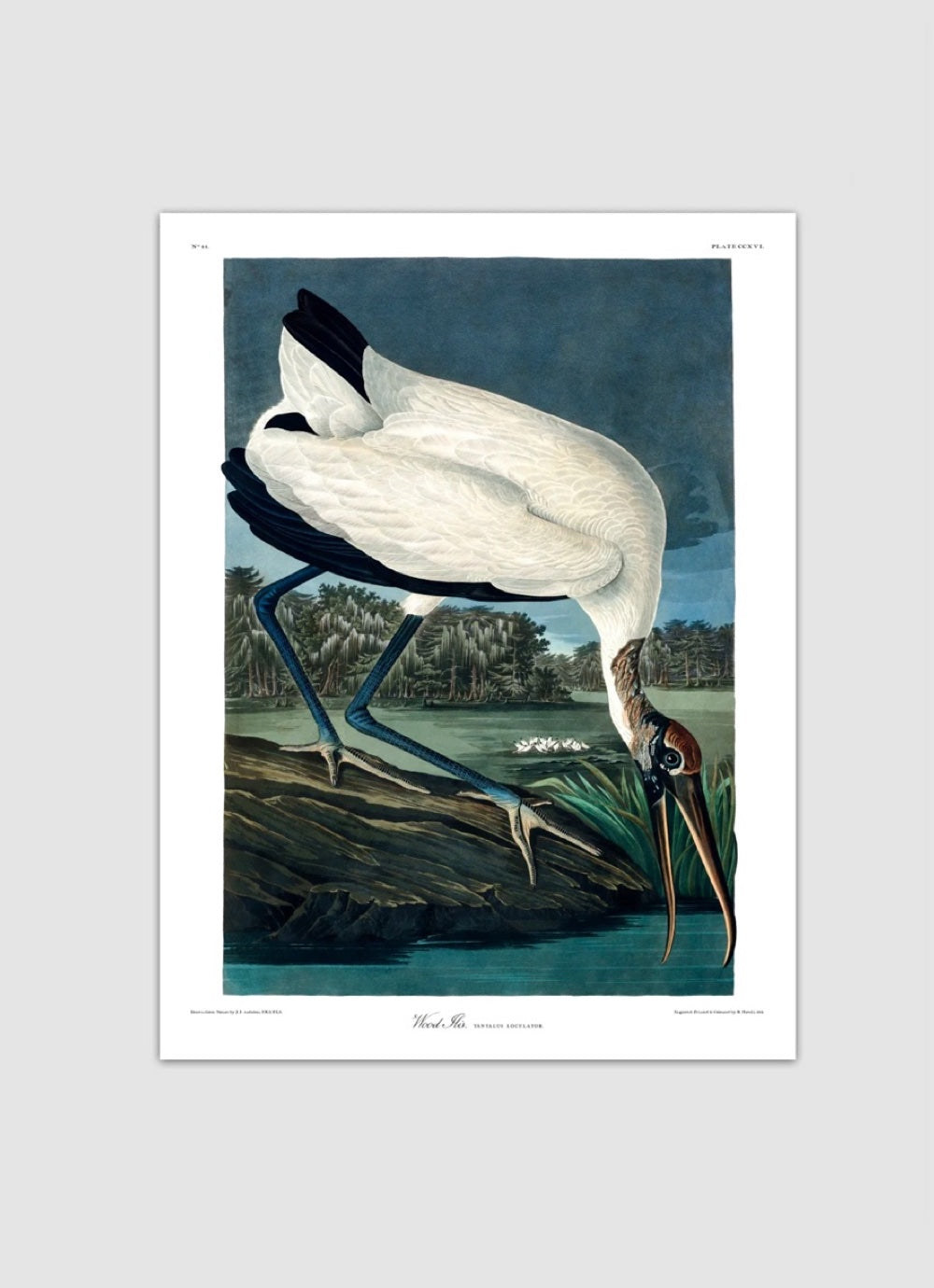 Poster - Wood Ibis