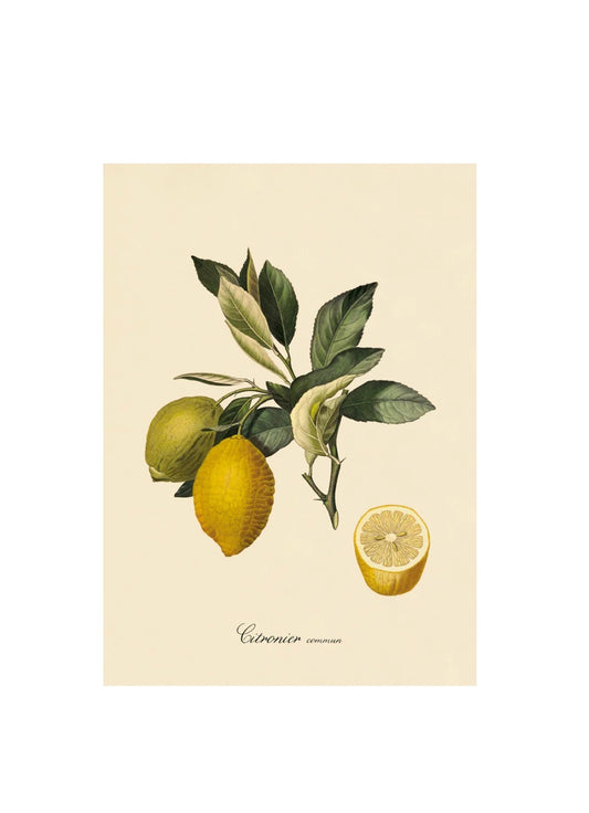 Poster - Citronier